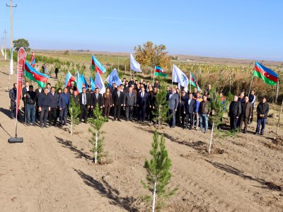 Samuxda “Zəfər Günü”nə həsr olunmuş ağacəkmə aksiyası - FOTOLAR