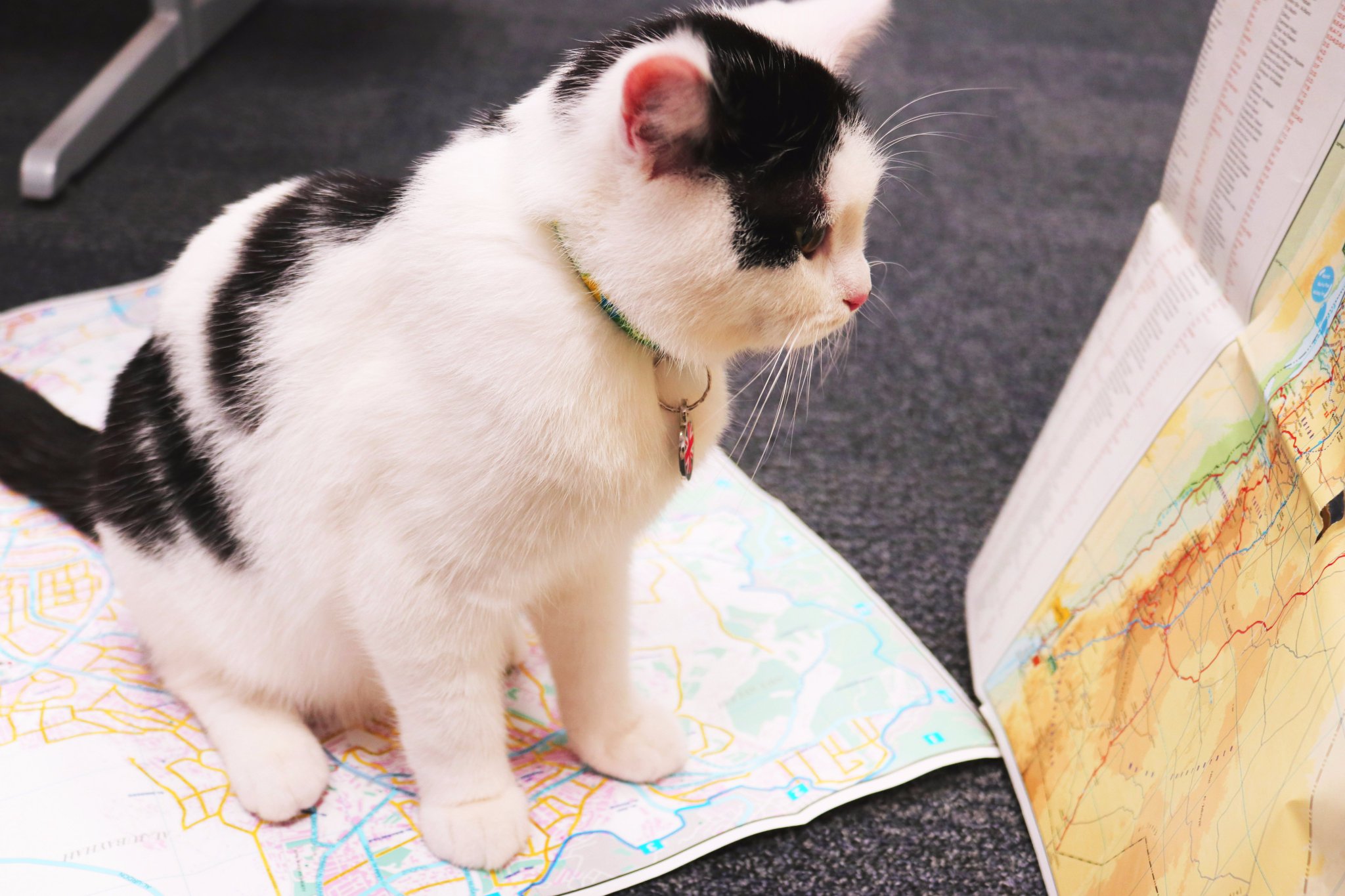 İngiltərə pişiyi diplomat etdi -  VİDEO