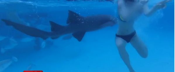 Köpək balığının arvadına hücum etdiyi anı görüntülədi - VİDEO