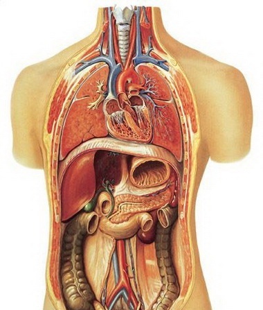 Орган мужчины видео. Внутренние органы. Органы человека. Органы внутри. Внутренние органы человека фото.