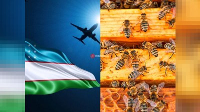 Пчелиные семьи, завезенные из Узбекистана, опасны - ПРЕДУПРЕЖДЕНИЕ&nbsp;