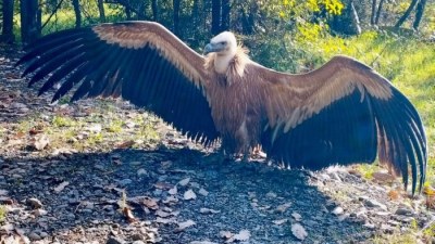 Zəngəzurda nadir quş növü tapıldı - FOTO