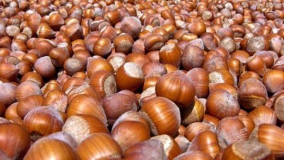 Qaxlıların yığdığı fındıq niyə əllərində qalıb?