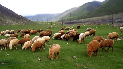 Hər qoyun və keçi saxlayana 4 manat&nbsp;subsidiya veriləcək