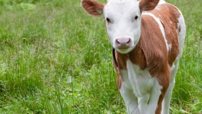 Fermerlərə şad xəbər: Hər buzova 250 manat subsidiya veriləcək