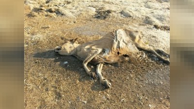 Azərbaycanda ölmüş heyvanların utilizasiyası üzrə müəssisələr yaradıla bilər