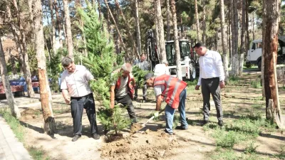 Abşeronda qurumuş ağacların yerlərinə yeni tinglərin əkilir -&nbsp;FOTOLAR