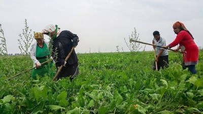Qiymətlər iki dəfəyə qədər düşüb, bəzi fermerlər gəlir götürmür - deputat
