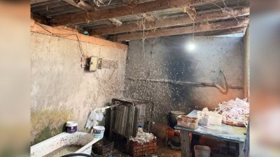Toyuqları bu şəraitdə kəsirlər - FOTO