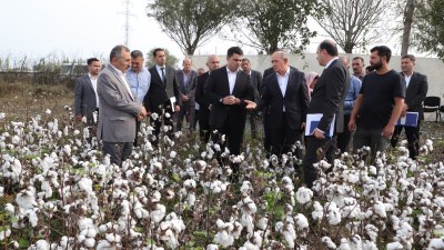 Neftçalada pambıq yığımı mövsümündə yüksək məhsuldarlıq gözlənilir