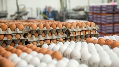 Yumurtanın maya dəyəri azalıb, qiymətlər artıb