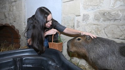Leyla Əliyeva "Capybara Azerbaijan" fermasında - FOTOLAR