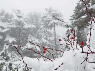Kiçik Çillə - Yalquzaq ayı başladı
