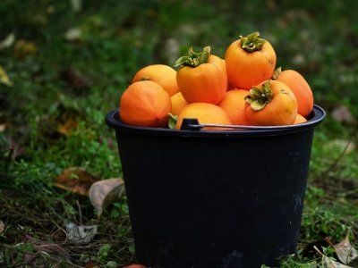 Taxta yeşiklə xurma İXRACI: Azərbaycan dünyada birinci ola bilər