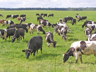 Azərbaycanda süd İSTEHSALI - İnək çoxdur, süd az