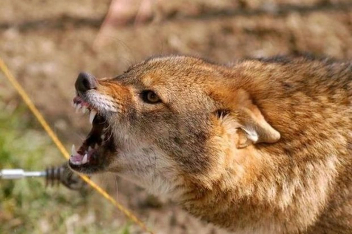 Cəlilabadda çaqqal kəndə hücum etdi - Xəsarət alanlar var