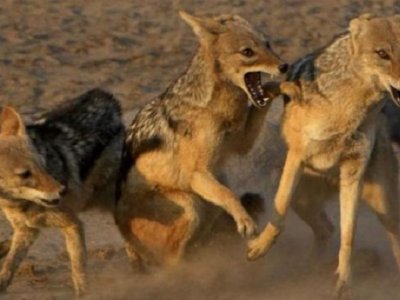 Çaqqallar kəndə hücum etdi - Yaralananlar var