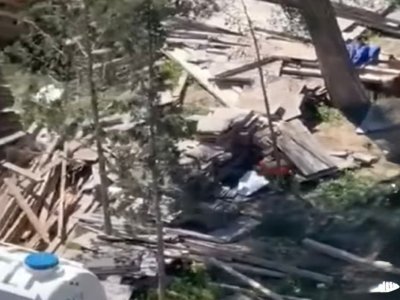 Sumqayıtda ağacları kəsdilər - Polis araşdırır