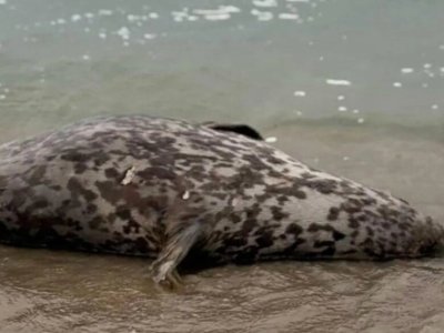 Xəzər sahilində ölü suitilər aşkarlandı