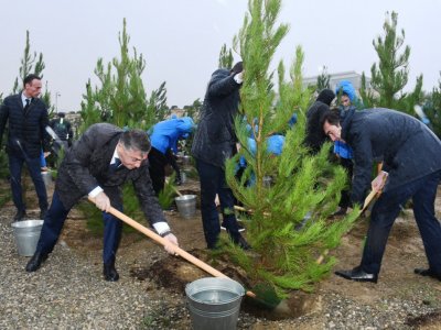 Zəfərin 5-ci ildönümünə həsr edilən ağacəkmə aksiyası - FOTO