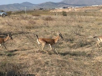 Cəbrayıla yeddi baş ceyran buraxıldı - FOTO