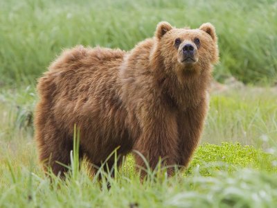 Yaponiya ordusu ayılara müharibə elan etdi