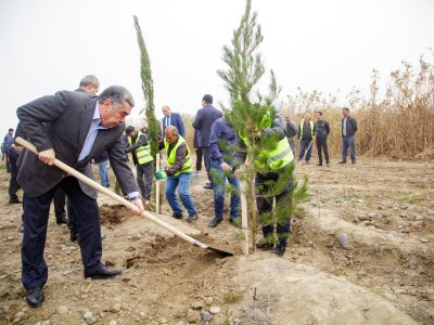 Salyanda Zəfər Günü ilə bağlı ağacəkmə aksiyası - FOTO