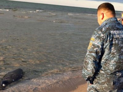 Xəzər sahilində daha 71 ölü suiti TAPILDI