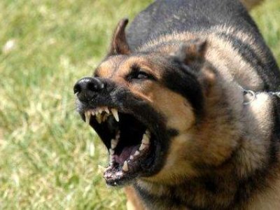 Çoban itinin öldürdüyü kişi ötən il də hücuma məruz qalıbmış - TƏFƏRRÜAT