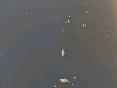 Abşeron kanalında balıqlar tələf oldu - VİDEO