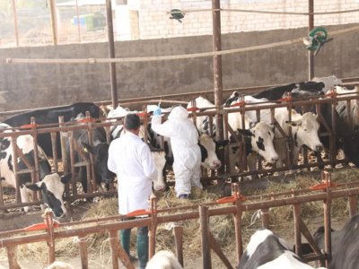 Dabaqla bağlı peyvəndləmə işlərinə başlanıldı