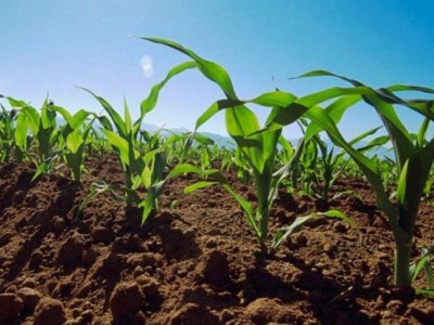 Mülayim hava əkin üçün risk yaradır? - Fermerlər narahatdır