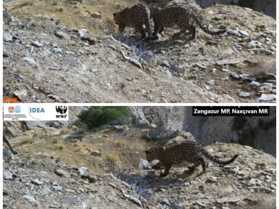 Zəngəzur Milli Parkında bəbir və iki balası görüntüləndi - FOTO