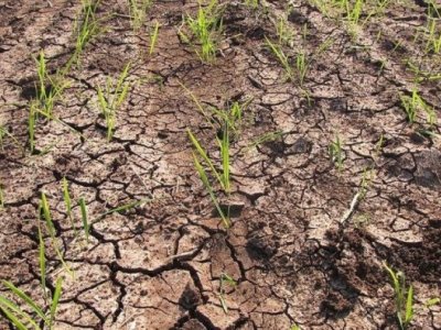 Fermerlər mütləq sığortaya cəlb olunmalıdır - KOMİTƏ SƏDRİ