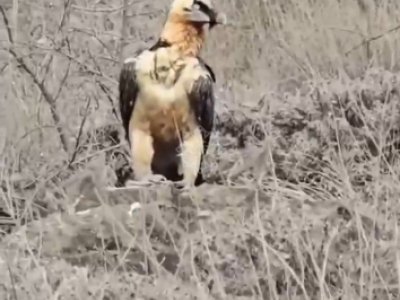 Laçında nadir quş göründü - FOTOLAR