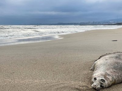 Xəzər sahilində 320 suiti meyiti tapıldı