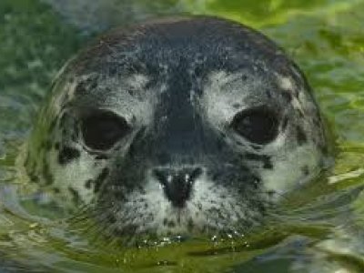 Xəzər sahillərində ölü tapılan suitilərin sayı 800-ə çatıb