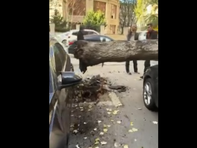 Bakıda ağac park edilmiş maşınların üzərinə düşdü - VİDEO