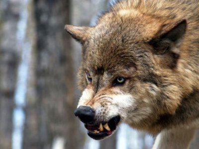 Kürdəmirdə canavarlar kəndə hücum etdi