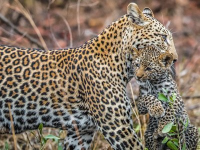 Azərbaycanda bu heyvan növləri YOXA ÇIXIB