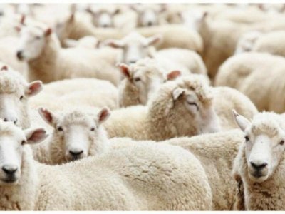 Somalidən gətirilən ət satış üçün deyilmiş &ndash; RƏSMİ