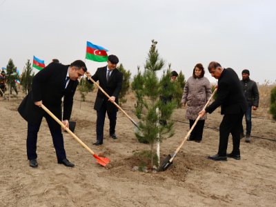 Samuxda növbəti ağacəkmə aksiyası keçirilib - FOTOLAR&nbsp;&nbsp;