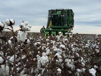 Azərbaycanda ən çox pambıq yığılan rayon açıqlandı