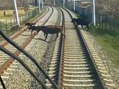 Qatarların qarşısına 54 dəfə qəfil heyvan çıxıb