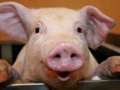 Azərbaycanda donuzlar azalıb -&nbsp;Ən çox hansı rayonlarda saxlanılır...