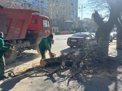 Bakıda güclü külək&nbsp;8 ağacı sındırdı