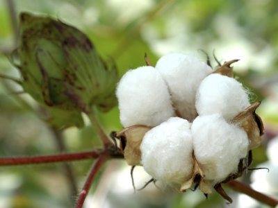 Azərbaycan bu məhsulun&nbsp;istehsal&nbsp;34% artdı