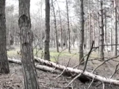 Biləcəridə meşə məhv olur - VİDEO