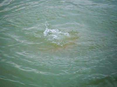 50 yaşlı&nbsp;kişi su kanalında boğularaq öldü