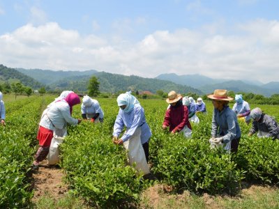 Azərbaycanda neçə ton çay yarpağı yığılıb?